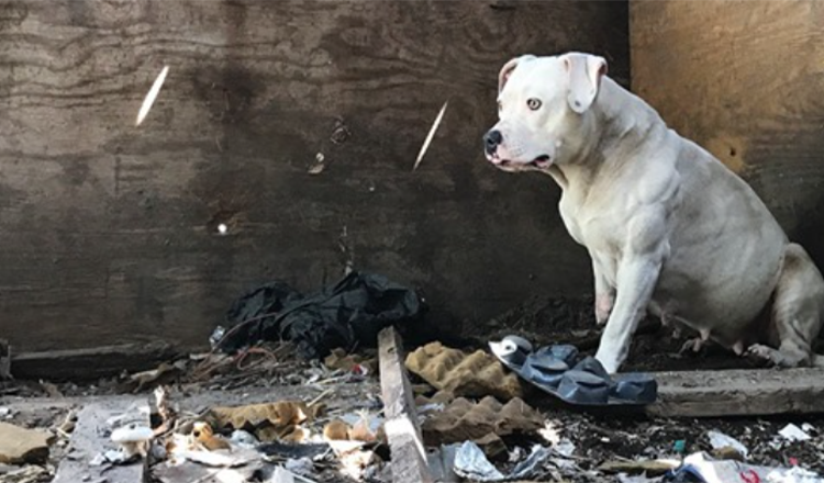 Pes, který byl připoután poté, co byl její majitel zavražděn, je konečně bez noční můry
