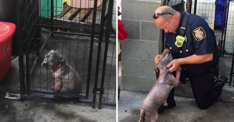 Malé depresivní štěně pitbulla v útulku najde štěstí poté, co bylo adoptováno hasičem, který ji zachránil