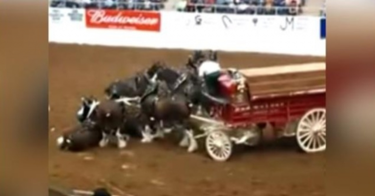 Clydesdale Koně zkolabují během Arena Show a nádherně povstanou po pádu