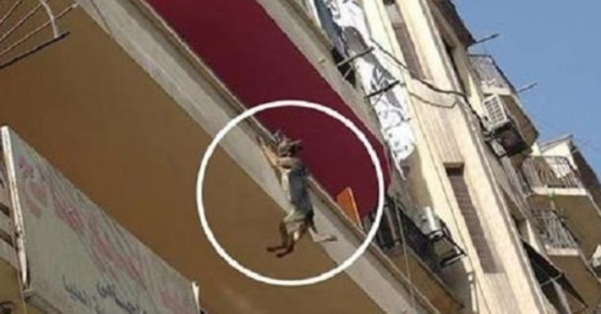 Pes připoutaný bez jídla a vody se pokouší skočit z balkónu ve snaze osvobodit se