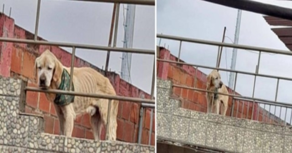 S tím nejsmutnějším pohledem a jeho kostmi v dohledu trávil pes své dny uvízlý na střeše domu
