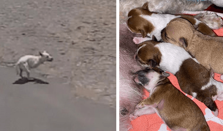 Pes plakal poblíž pláže o pozornost a doufal, že jí někdo pomůže s jejími novorozenými štěňaty