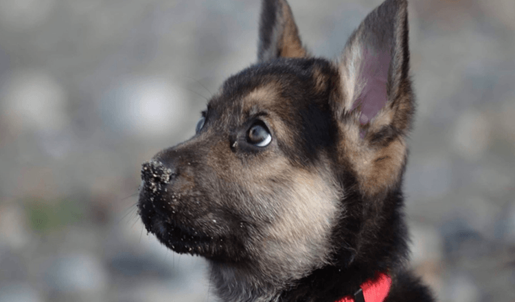 WA Rescue vytváří seznam kbelíků pro umírající štěně, jehož paměť žije