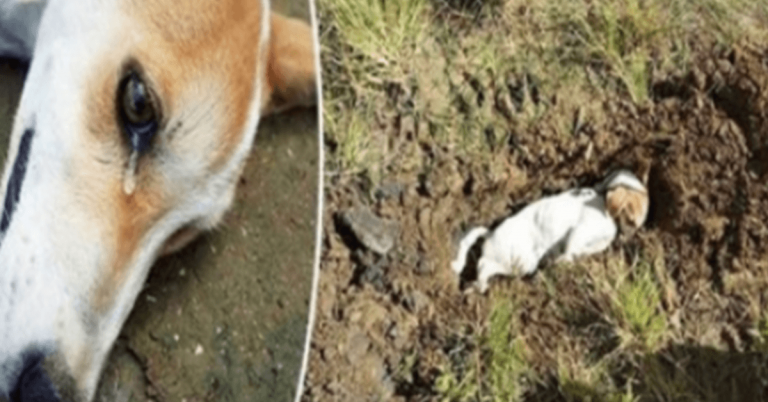Loajální pes obětoval svůj vlastní život, aby zachránil majitele před narušitelem domova