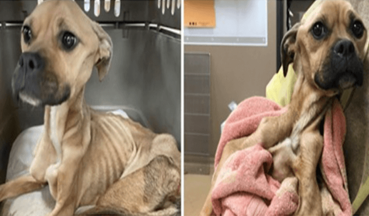 Pes hladovějící a zbitý bojuje o život, neustále líbá své veterináře