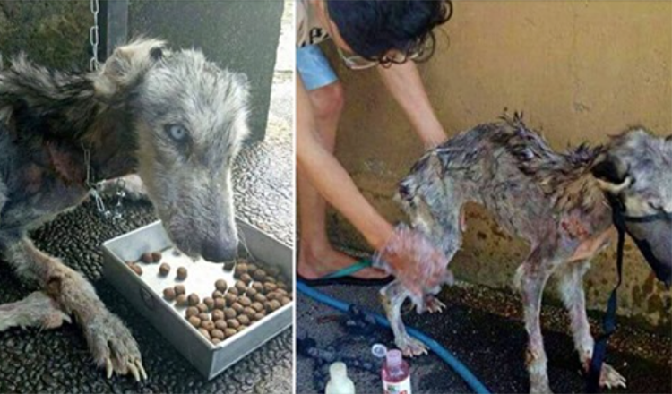 Muž zachránil umírající zatoulaný husky a přeměnil ji na nádherného psa