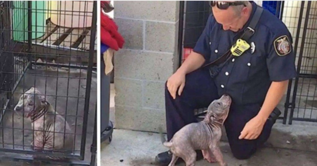 Smutné štěně z útulku je nadšené, když se objeví hasič, který ho zachránil, aby ho adoptoval