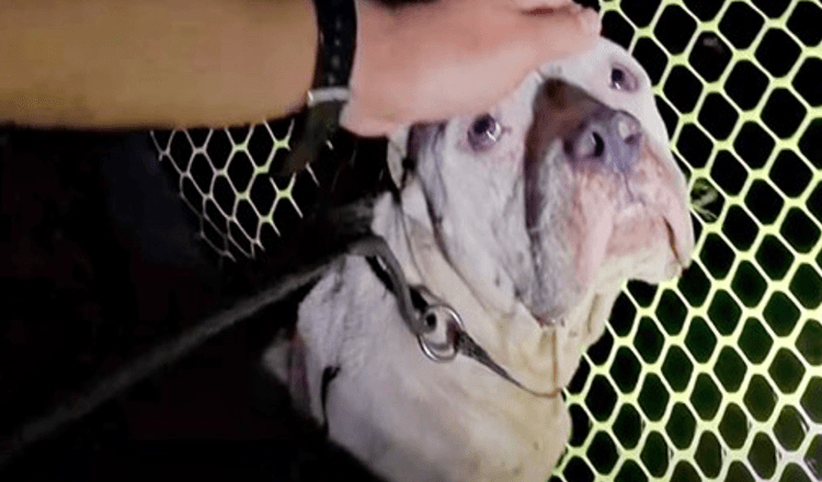 Pes se odmítl nechat zachránit, protože se bál, že jeho štěňata jsou v ohrožení, ale jeden muž se postavil na odpor