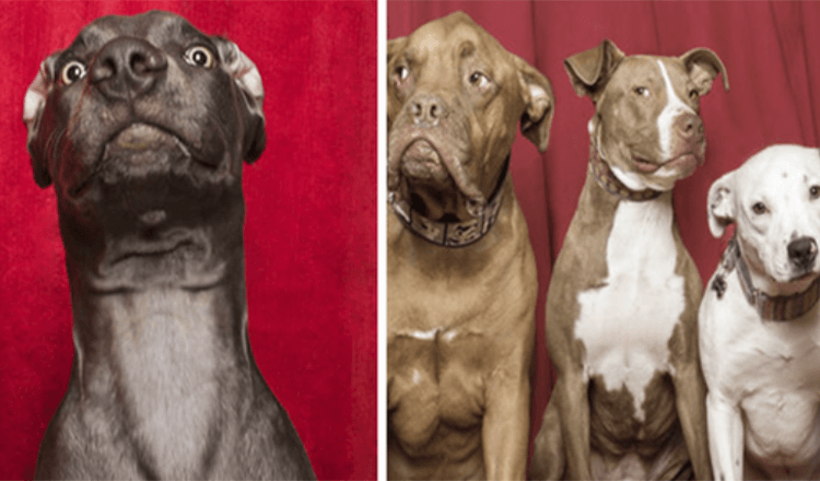 15+ fotografií, které zachycují reakci psů po umístění do speciálního fotokoutku od fotografa