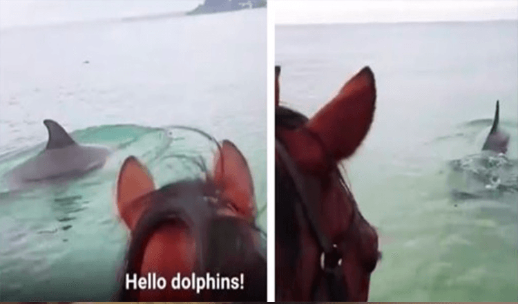 Kůň zachycený na virálním videu, jak klusá v oceánu, aby se setkal s delfíny