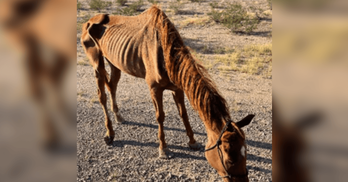 Vyhublého dostihového koně opuštěného v poušti zachránila záchranná skupina v Arizoně