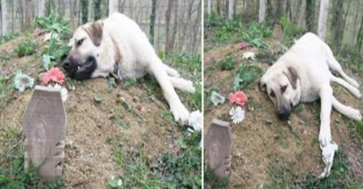 Tento pes se zlomeným srdcem utíkal každý den z domova, aby navštívil hrob svého mrtvého majitele