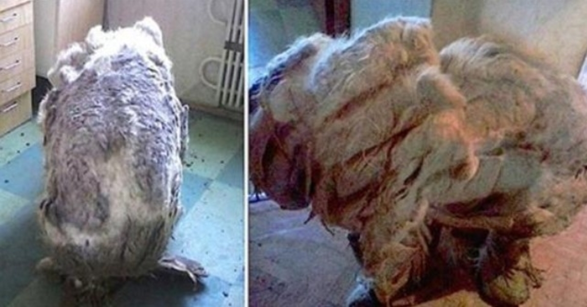 Našli psa samotného v kuchyni, “ulevilo” se mu poté, co mu oholili 4 pytle kožešin