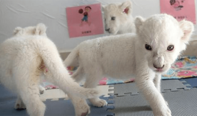 Extrémně vzácná čtyřčata bílého lva se poprvé po narození připravují na setkání s veřejností