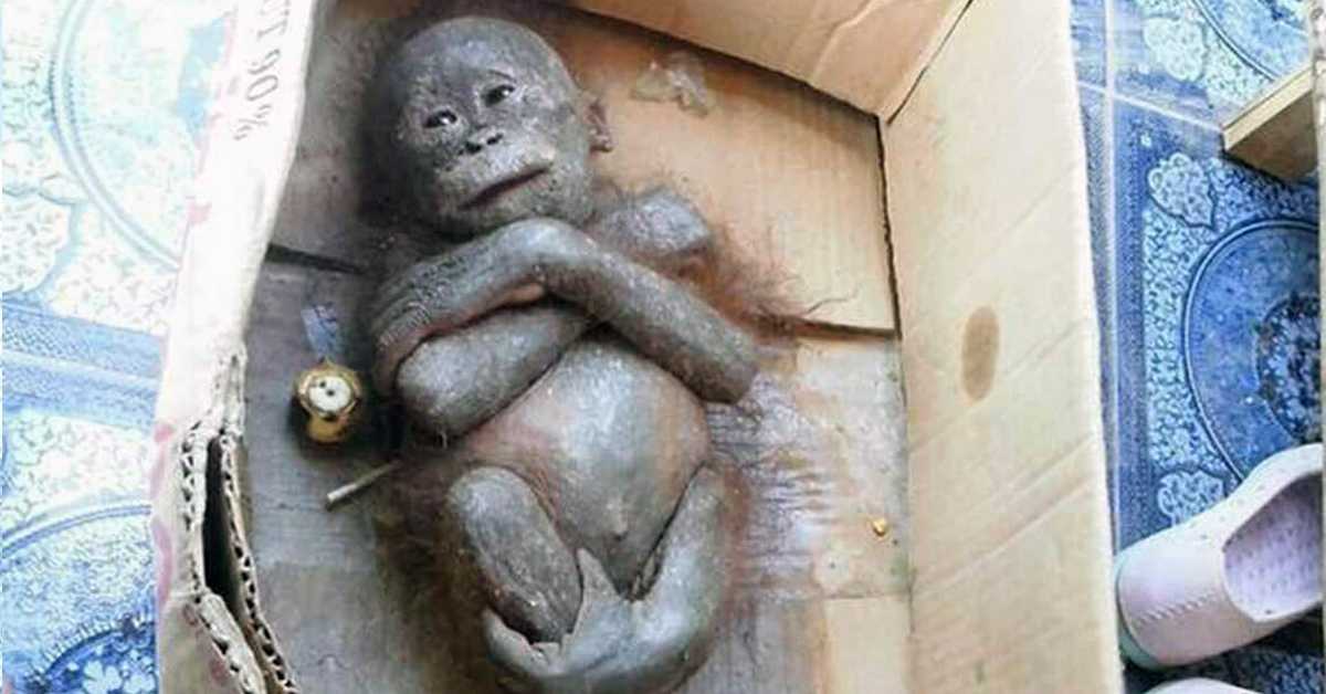 Novorozená opička nalezená v kartonové krabici se stala mumifikovanou a prošla neuvěřitelnou proměnou
