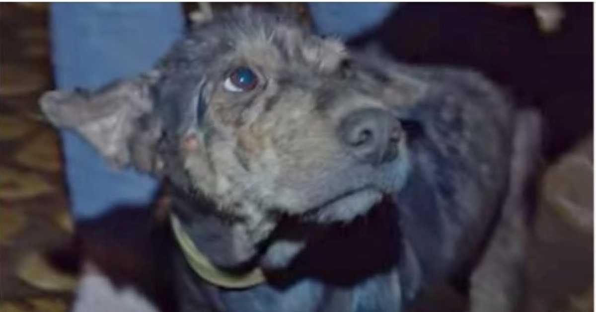 Slabý pes držený 5 let na řetězu plakal, když mu záchranář držel obličej v rukou