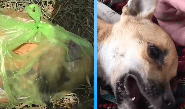 Záchranáři našli štěně v pytli na odpadky a udělali vše pro jeho záchranu