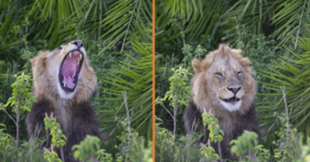 Lev překvapil fotografa děsivým řevem, pak na něj mrkl a usmál se na něj