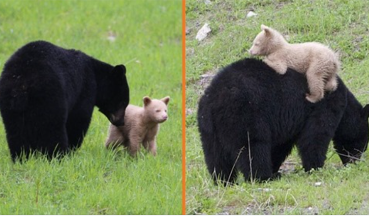 Krémově zbarvené medvídě spatřeno, jak si hraje se svou matkou, černou medvědicí