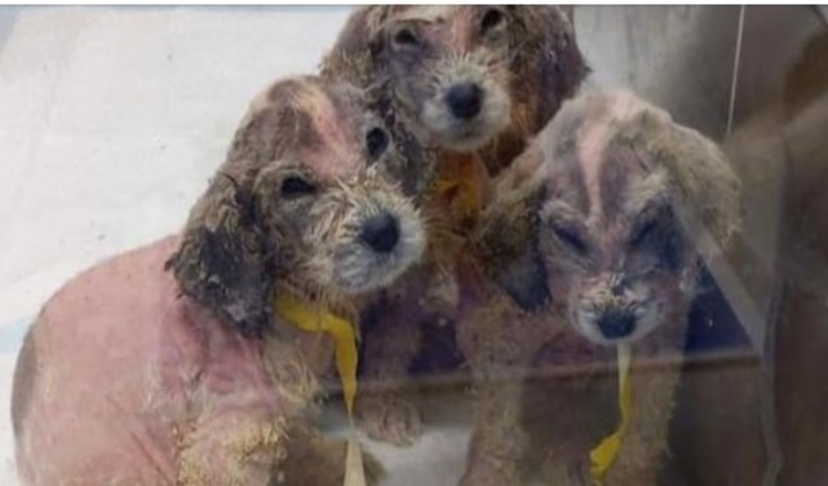 Muž našel šest opuštěných bezsrstých štěňat a nikdo nepoznal, že jsou to velcí pyrenejští psi