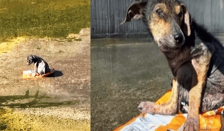 V zajetí muže bez duše, který mu uřízl nohu Vyděšený pes prosí o záchranu