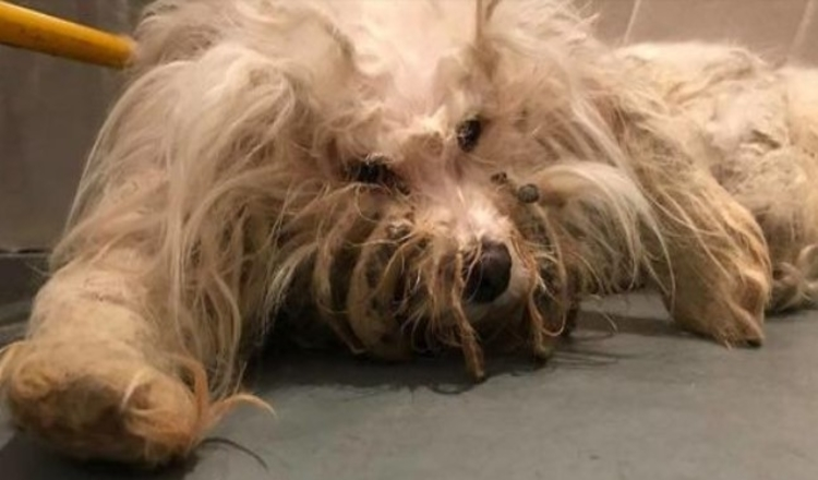 Zatoulaný pes se nepřestává usmívat poté, co mu záchranáři oholili zacuchanou srst