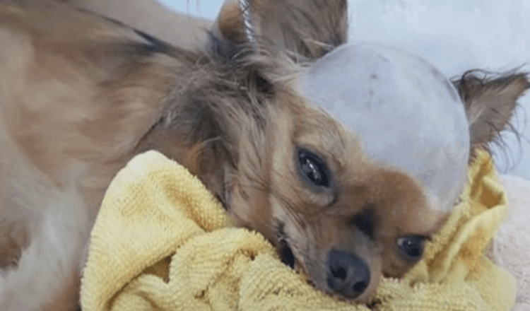 Rozbitý pes zasažený do hlavy chce žít, přestože jeho tělo přestalo fungovat