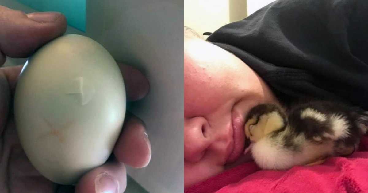 Žena zachránila rozbité kachní vejce a nosila ho 35 dní v podprsence