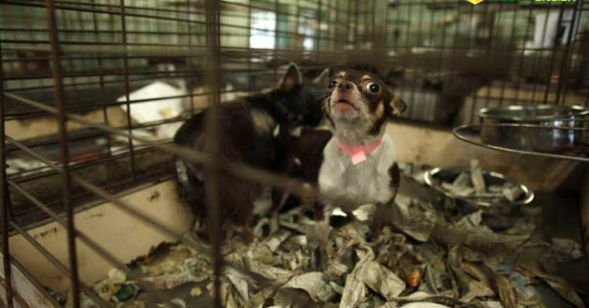 V kalifornských obchodech se nyní smějí prodávat pouze psi a kočky ze záchranných stanic