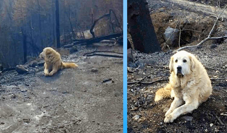 Rodina se vrátila domů měsíc po požáru a našla tam psa, který na ně čekal