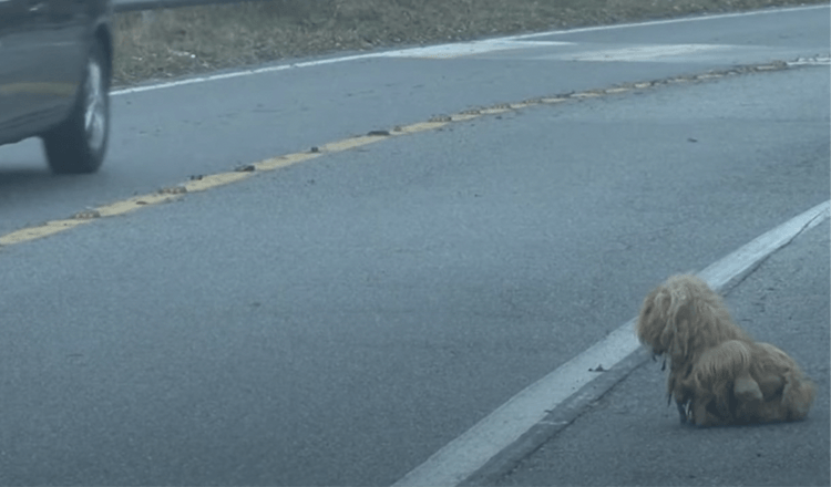 Zmatený pes dva roky bez ustání zírá na auta a doufá, že se vrátí jeho majitelka
