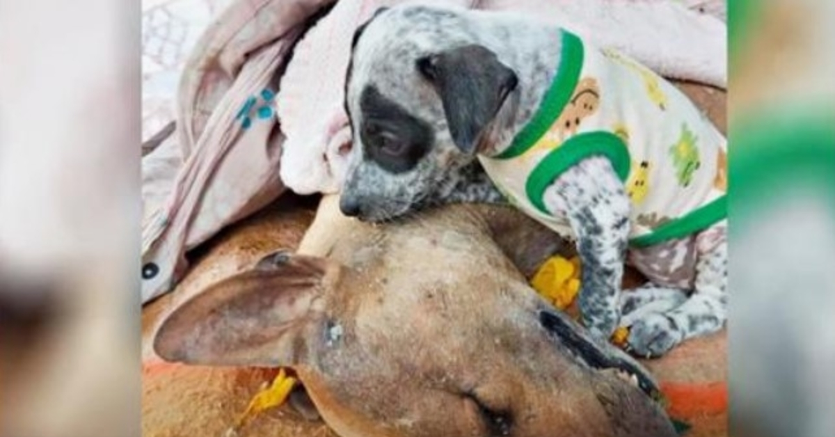 Truchlící štěně nechce opustit mrtvou mámu, i když se s ní naposledy loučí