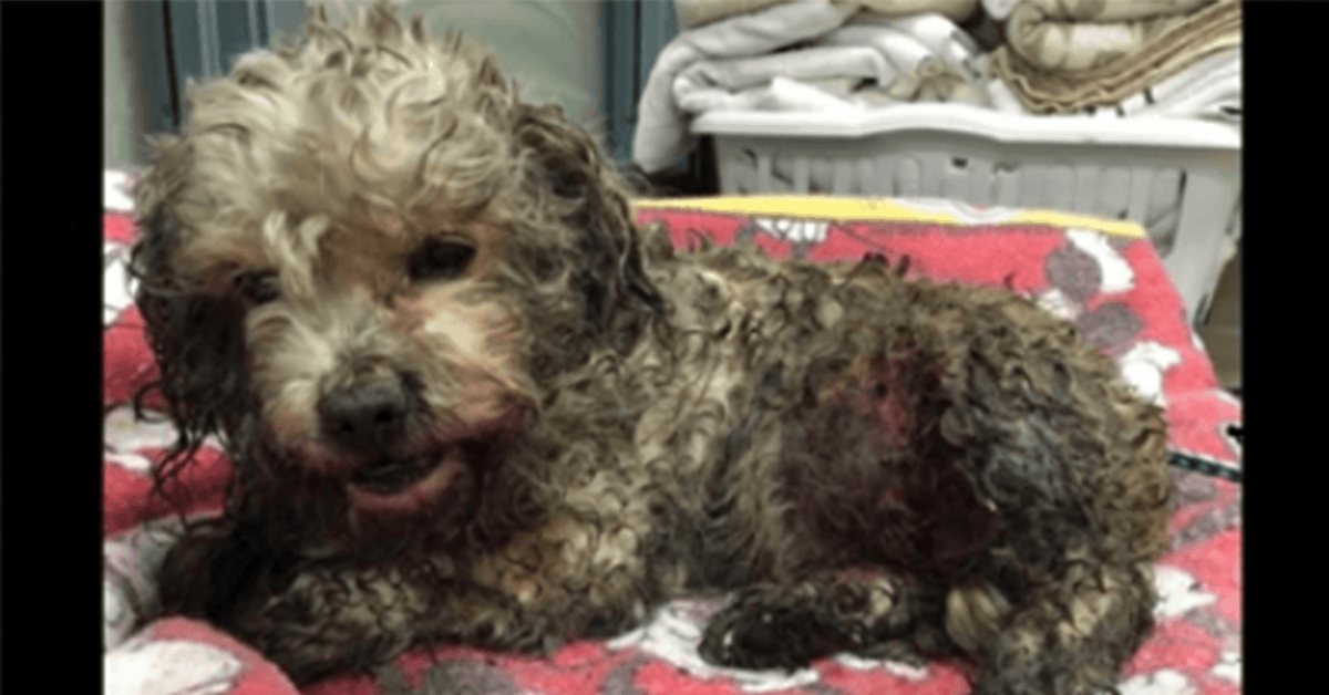 Drobný pes byl krutě zmrzačen dvěma většími psy, ale veterinář ho nechtěl utratit