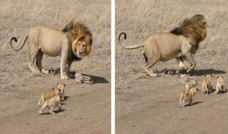 Lví táta se snaží zbavit svých malých mláďat na dojemných záběrech