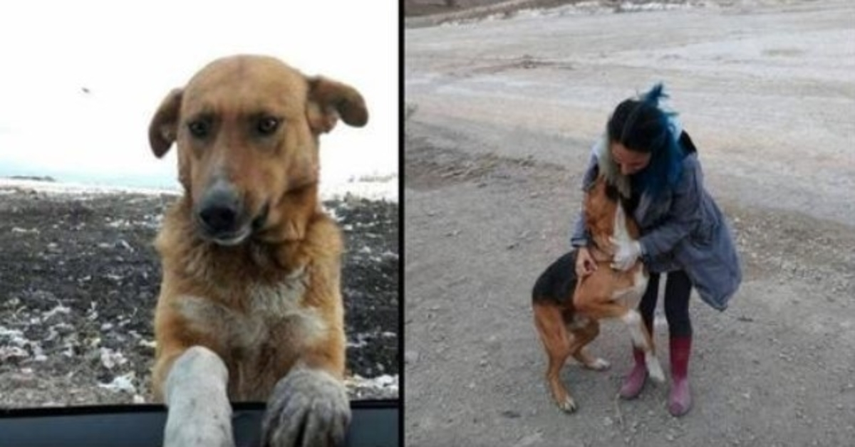 Pes žijící na skládce prosil lidi, aby si ho vzali domů, ale nikdo nechtěl