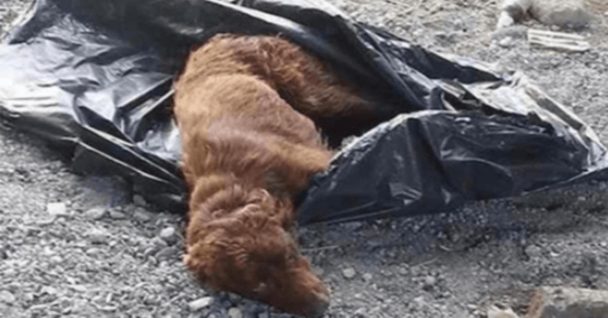 Pes uvázaný v pytli na odpadky a ponechaný u koryta řeky, aby shnil, je zachráněn právě včas