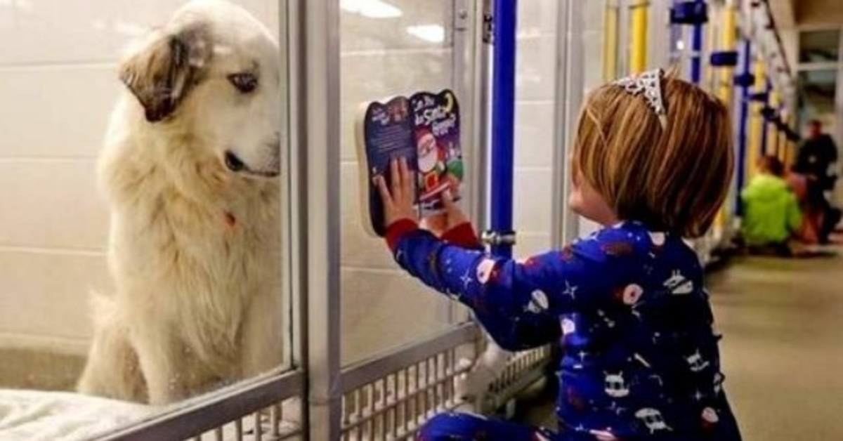 “Nežádoucí” pes měl být utracen, tak mu dívka začala číst příběhy