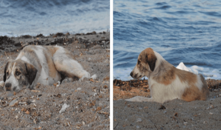 Zatoulaný pes, který pronásleduje ženu na pláži, se ukázal být převlečeným pokladem