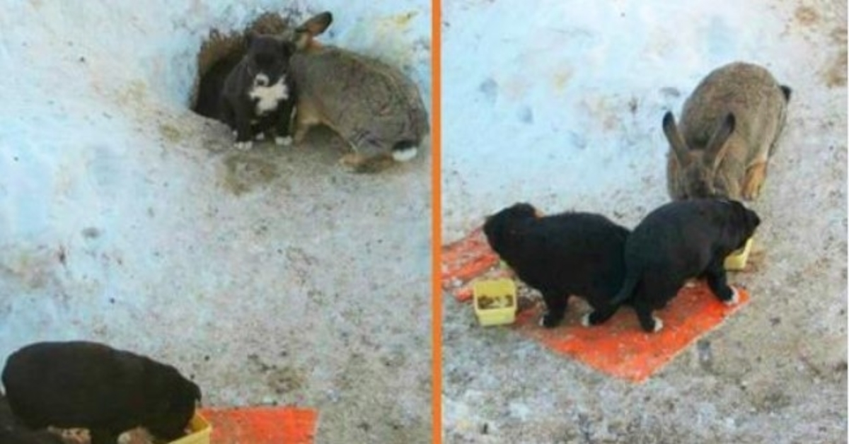 Králík adoptoval tři zatoulaná štěňata, chrání je, krmí a zahřívá