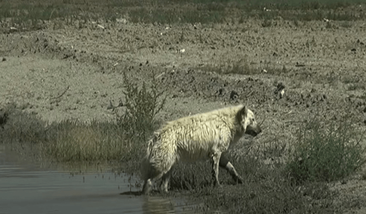 Bílý německý ovčák opuštěný v poušti, protože ho nikdo nechce