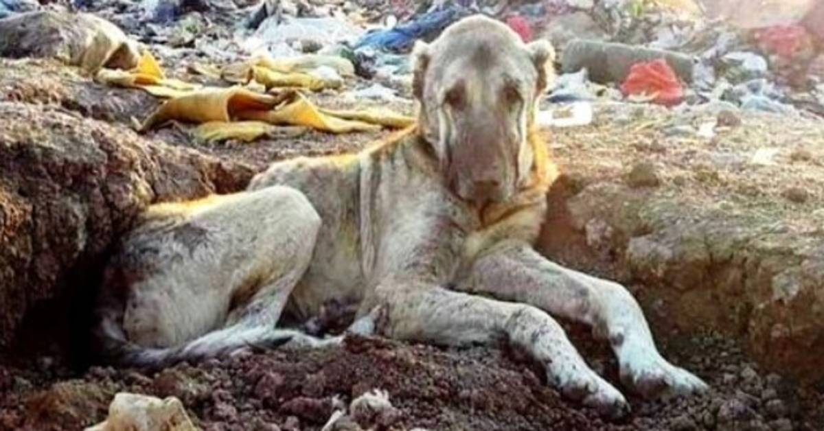 Nemocný pes vyhozený na skládku za to, že je “zbytečný”, pohřbený v popelnici a čeká na smrt
