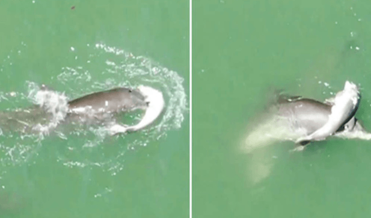 Zlomená delfíní matka se nechce vzdát těla svého dítěte