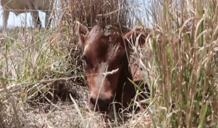 Matka kráva schovává své novorozené tele, aby jí ho nikdo neodnesl