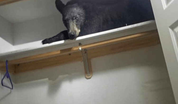 Rodina se probudila a našla ve skříni spícího divokého medvěda