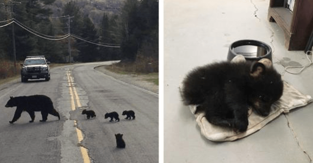 Policista spatřil nemocné medvídě uvízlé na silnici a riskoval život, aby ho zachránil