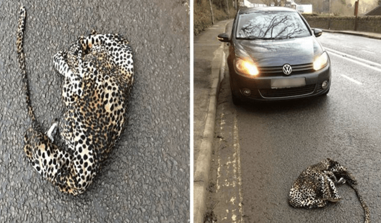 Muž ve strachu zastavil auto, aby pomohl zraněnému levhartovi ležícímu na silnici