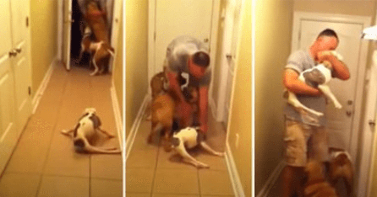 Ochrnutý pes spěchá přivítat svého tátu vojáka, který se vrací domů z nasazení