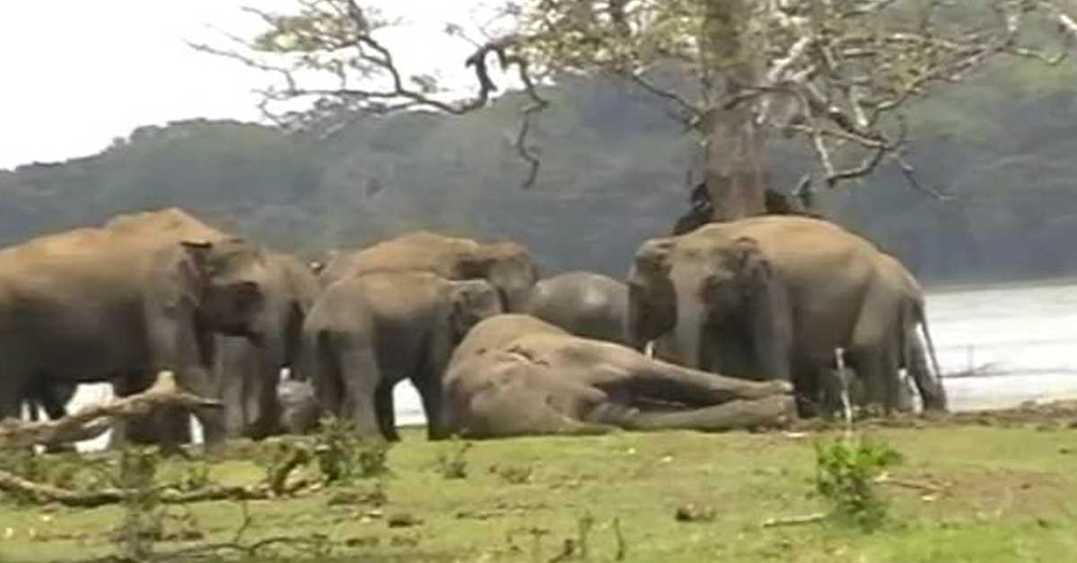 Poslední rozloučení : Stádo slonů se shromáždilo, aby vzdalo poslední hold svému umírajícímu vůdci