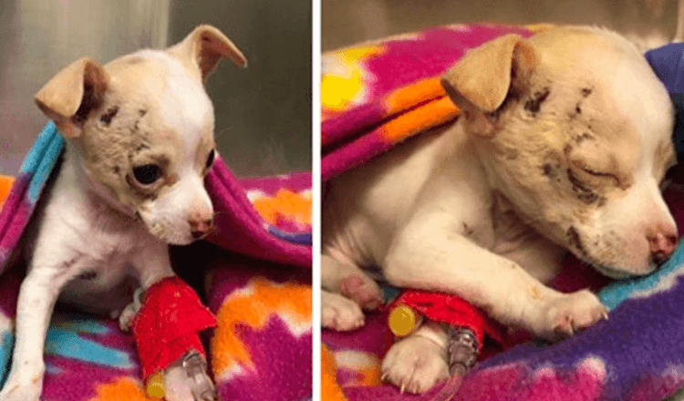 Malé zatoulané štěně čivavy spadlo z nebe a bojuje o přežití