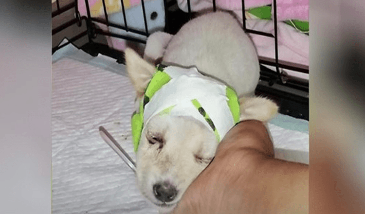 Zatoulané štěně s rozbitou lebkou překvapilo veterináře, když se probudilo připravené na nový život